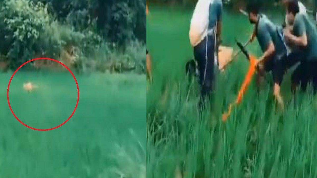 बगहा में बाघ का कहर, किसान की मौत, वनकर्मी गंभीर रूप से घायल