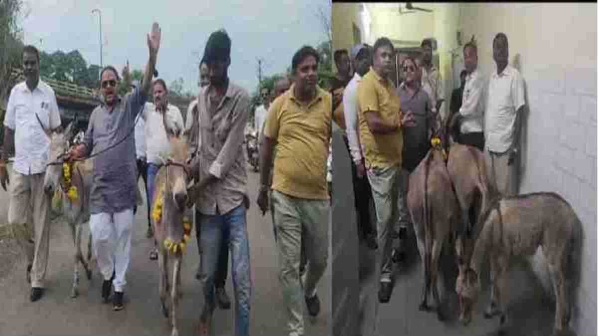 अनोखा प्रदर्शनः पालिका अध्यक्ष- CMO को गधे भेंट करने बाजे गाजे के साथ पहुंचे नेता प्रतिपक्ष और कांग्रेस नेता