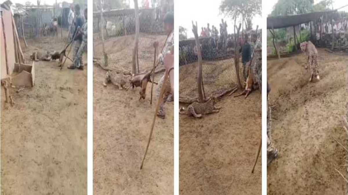 कूनो नेशनल पार्क: राजस्थान में बकरी को चीते ने बनाया शिकार, एक तरफ से चीता और दूसरी तरफ से वन विभाग टीम के खींचतान का अद्भुत नजारा, Video