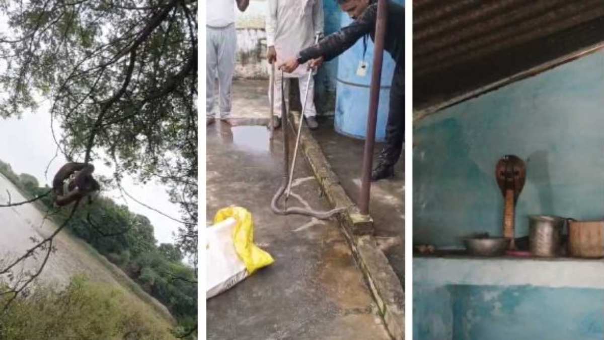 MP में बारिश से राहतः बाढ़ का पानी उतरा तो घरों और पेड़ों पर मिला सांपों का डेरा