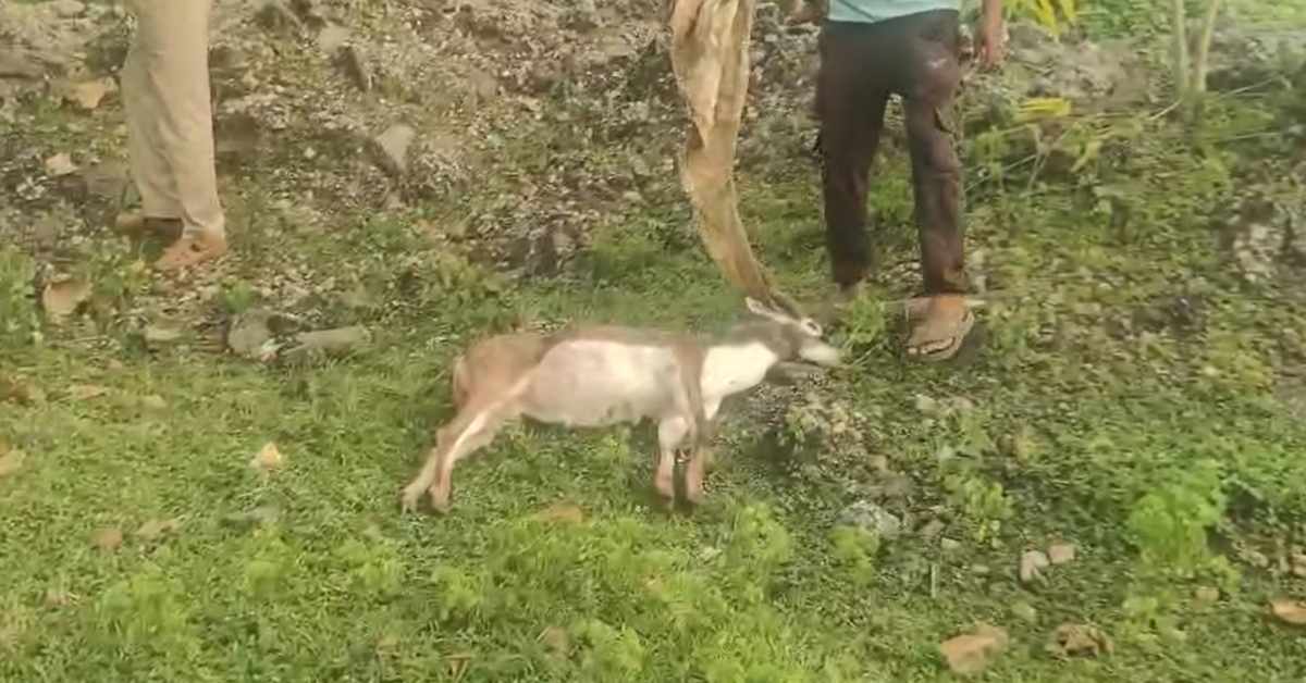 कटनी में काले हिरण की मौत: कुत्तों ने 3 बकरियों समेत अन्य पालतू जानवरों को बनाया शिकार, तीन दिन पहले मादा काले हिरण की हो चुकी है मौत