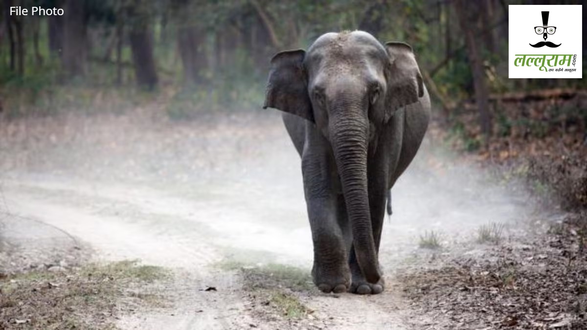 CG News : रात में मचाता है उत्पात, सुबह होते ही हो जाता है फूर्र, गजराज के आंतक से दहशत में ग्रामीण