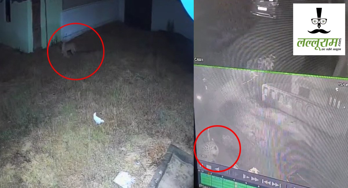 VIDEO : रिहायशी इलाके में घुसा तेंदुआ, इलाके में दहशत का माहौल, CCTV में घटना कैद