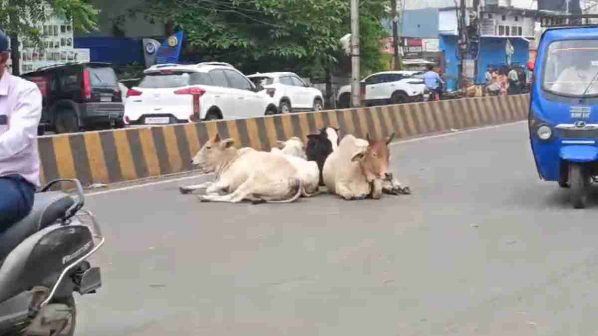 सड़क हादसों को रोकने चलेगा विशेष अभियान: सड़कों से आवारा जानवरों को हटाने होगी पेट्रोलिंग, NHAI के साथ संबंधित विभागों की जिम्मेदारी तय 