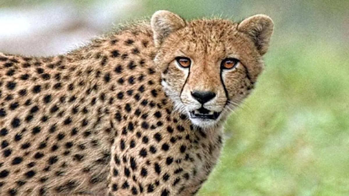Kuno National Park: मादा चीता आशा के तीन शावक मां से बिछड़े, चीता मित्र के साथ तलाश में जुटी कूनो की टीम 