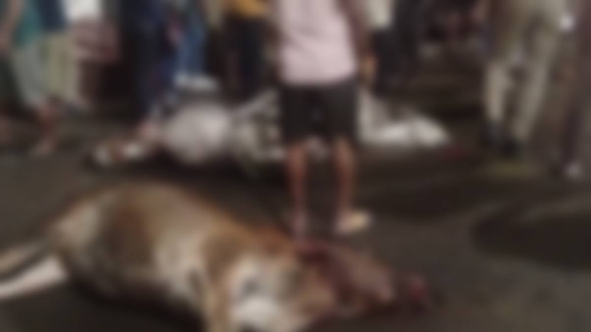 शराबी ट्रक चालक ने सड़क पर बैठे मवेशियों को रौंदा, 6 की मौत, 4 घायल, नगर पालिका की लापरवाही उजागर