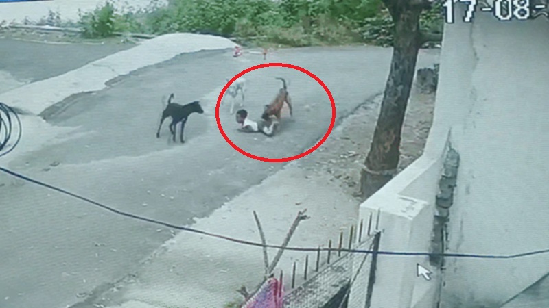 Rajasthan News: 5 साल के बच्चे को जमीन पर गिराकर कुत्तों ने नोचा, CCTV में कैद हुई खौफनाक तस्वीरें