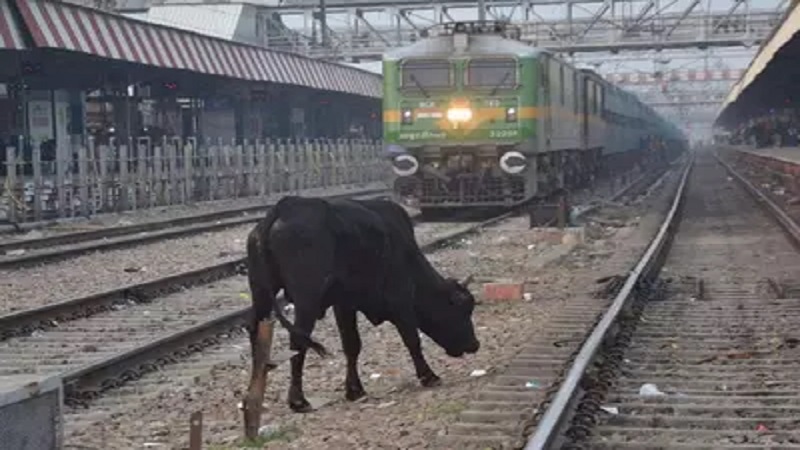 Rajasthan News: रेलवे ट्रैक पर दिखे मवेशी, तो मालिक को होगी छह माह की जेल