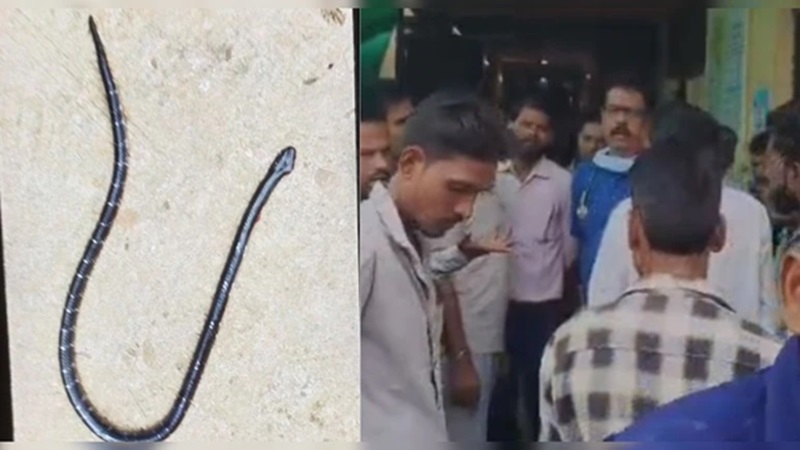 Rajasthan News: रक्षाबंधन की खुशी में पसरा मातम, सांप के डसने से मां-बेटी और बेटे की मौत
