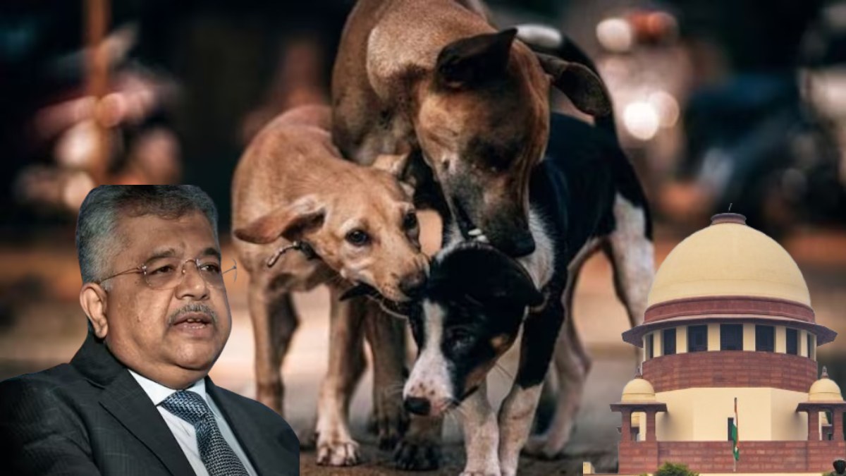 ‘चिकन-मीट खाने वाले खुद को एनिमल लवर बता…,’ दिल्ली में आवारा कुत्तों को शेल्टर भेजने के विरोध पर बोले SG तुषार मेहता