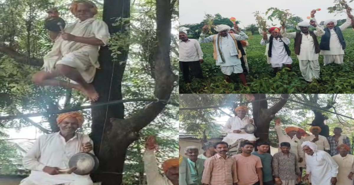 सीहोर के किसानों ने खेतों में बजाया झुनझुना, पेड़ पर चढ़कर बजाई घंटी, ये रही अनोखे विरोध की वजह