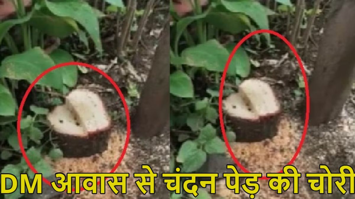 DM के सरकारी आवास से चंदन पेड़ की चोरी, जिलाधिकारी घर में सो रहे थे तभी काटकर ले गए चोर,  सुरक्षा में तैनात गार्ड और पुलिस को भनक तक नहीं लगी