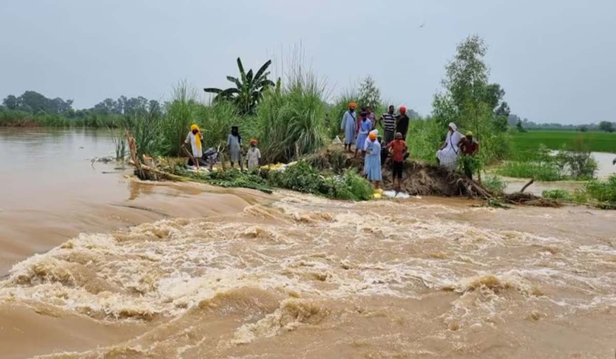 सुल्तानपुर लोधी में बाढ़ : आहली कलां में बांध टूटा, किसानों की फसलें तबाह
