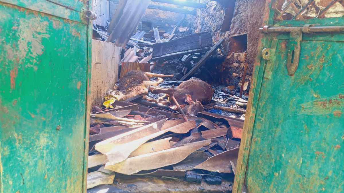 भीषण आग का कहरः गौशाला में लगी आग से 5 गायों की जलकर मौत, शॉर्ट सर्किट से आग लगने की आशंका