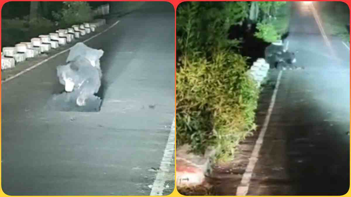 ‘अब उठ भी जा मेरे लाल’, सड़क पर तड़पता रहा घायल शावक, बच्चे को घंटों उठाने की कोशिश करती रही मादा भालू, मां की ममता का Video देख नहीं रोक सकेंगे आंसू