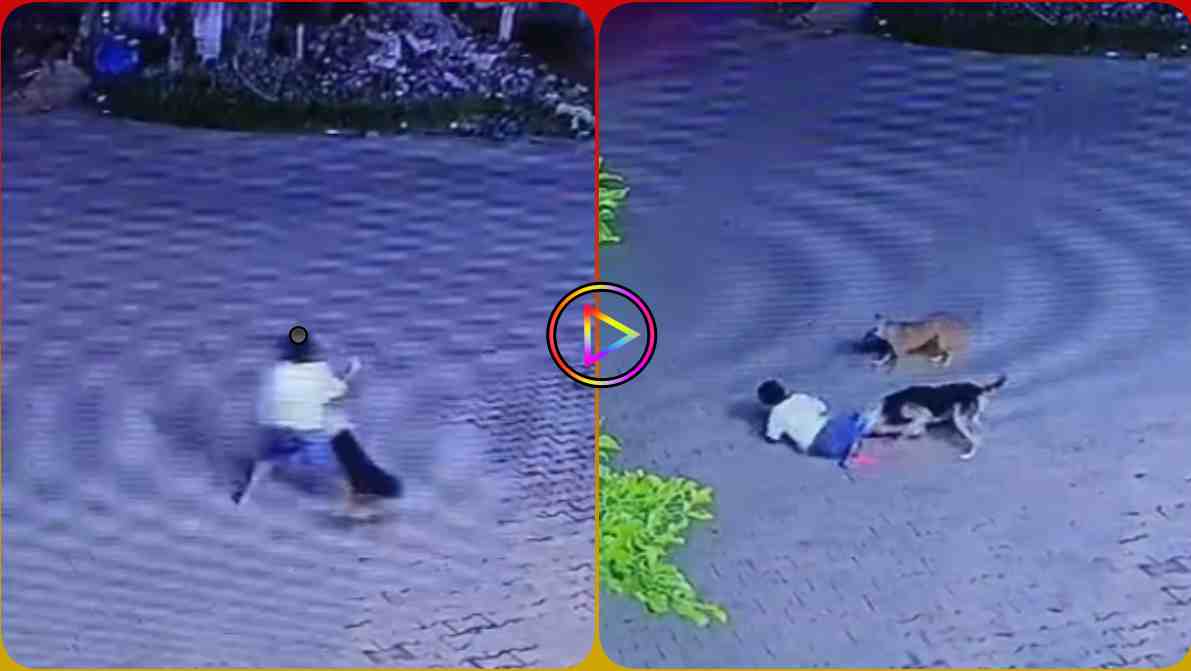 राजधानी में कुत्तों का आतंक: घर के बाहर खेल रहे बच्चे को नोचा, रहवासियों ने डॉग लवर्स पर निकाली भड़ास