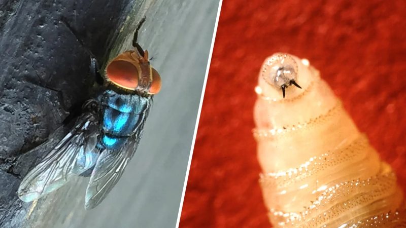 Flesh-eating Screwworm: मैक्सिको में बढ़ रहे इंसानी मांस खाने वाले स्क्रूवर्म के मामले, अब तक 5000 से ज़्यादा मामले, जानिए इससे भारत को कितना खतरा?