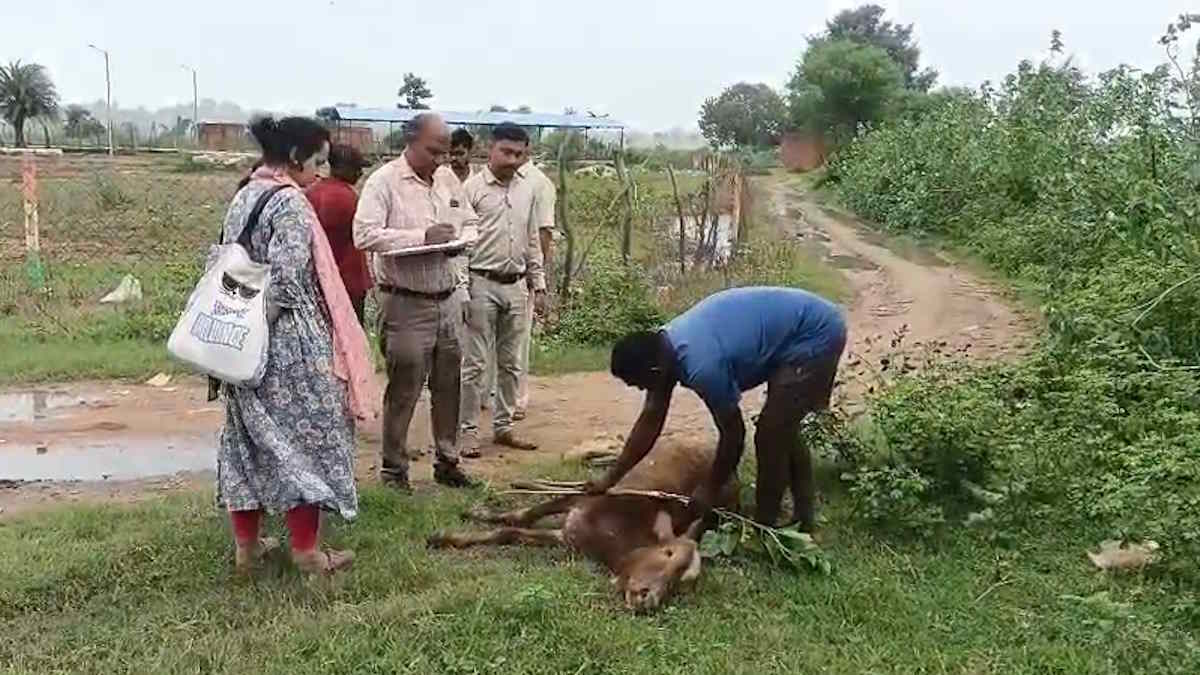 गौठान में भूख-प्यास से पांच मवेशियों की मौत!, जांच के लिए तहसीलदार के साथ पहुंची पशु चिकित्सकों की टीम