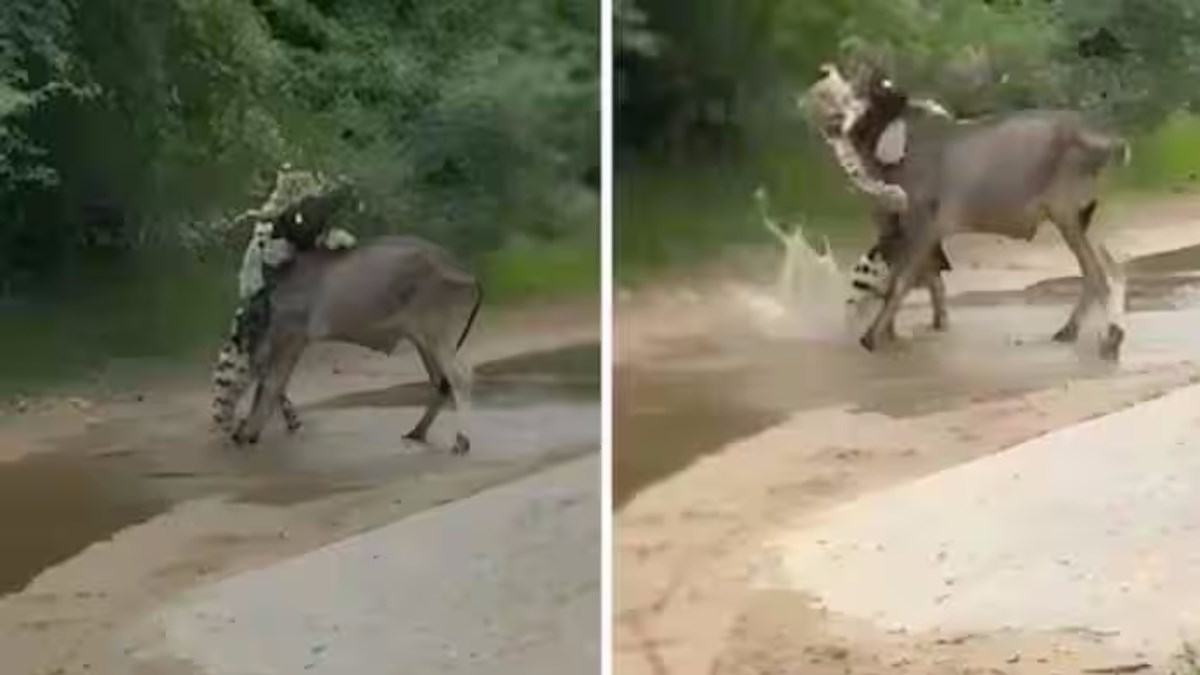 Rajasthan News: प्यारी मां… बछड़े को बचाने मां के दौड़ने पर जान बचाकर भागा तेंदुआ, देखिए वायरल वीडियो…