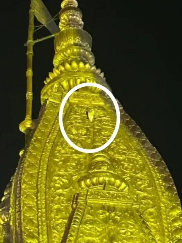 काशी विश्वनाथ मंदिर के शिखर पर दिखा सफेद उल्लू, जानिये कितना होता है शुभ