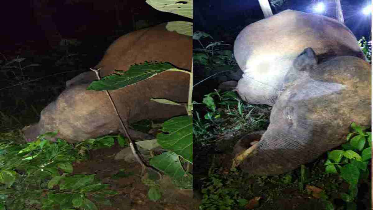 करंट की चपेट में आने से हाथी की मौत, किसान ने फसल बचाने लगाई थी बिजली तार