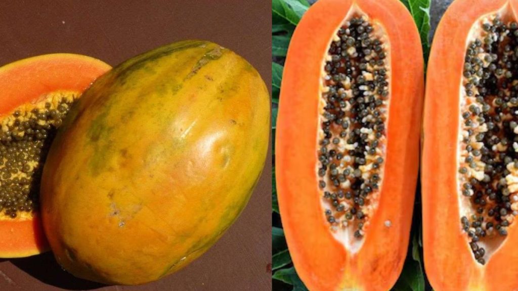 Which Papaya is Sweeter Long or Round