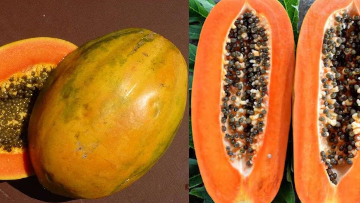 लंबा या गोल पपीता आखिर कौन सा होता है ज्यादा मीठा? आपको भी रहता है कन्फ्यूजन तो जवाब जानें यहां
