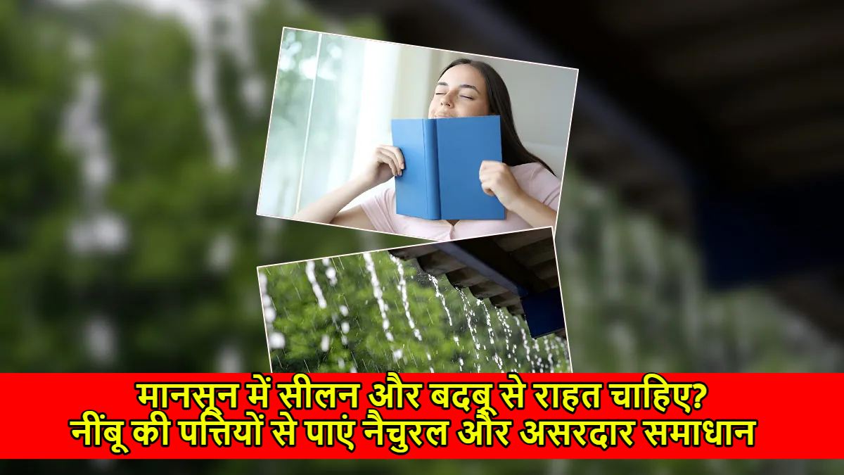 मानसून में सीलन और बदबू से राहत चाहिए? नींबू की पत्तियों से पाएं नैचुरल और असरदार समाधान