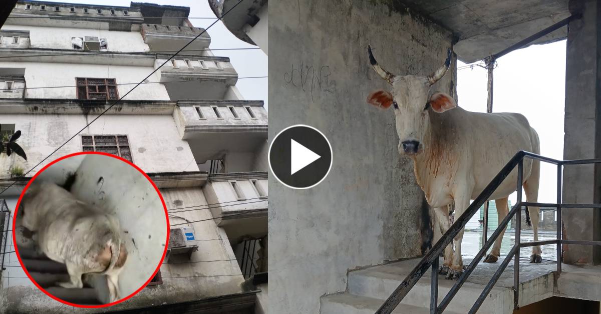 ये क्या था? चौथी मंजिल पर चढ़ी गाय, दृश्य देख अचरज में पड़े लोग, डर से घर के बाहर नहीं निकले स्थानीय, निगम की टीम ने ऐसे किया रेस्क्यू
