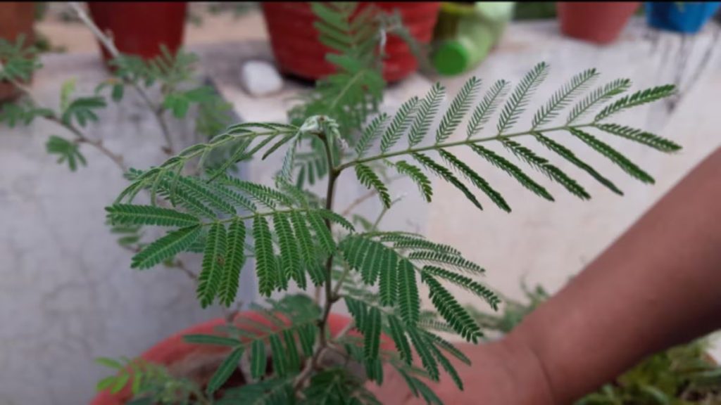 Shami Tree Remedies