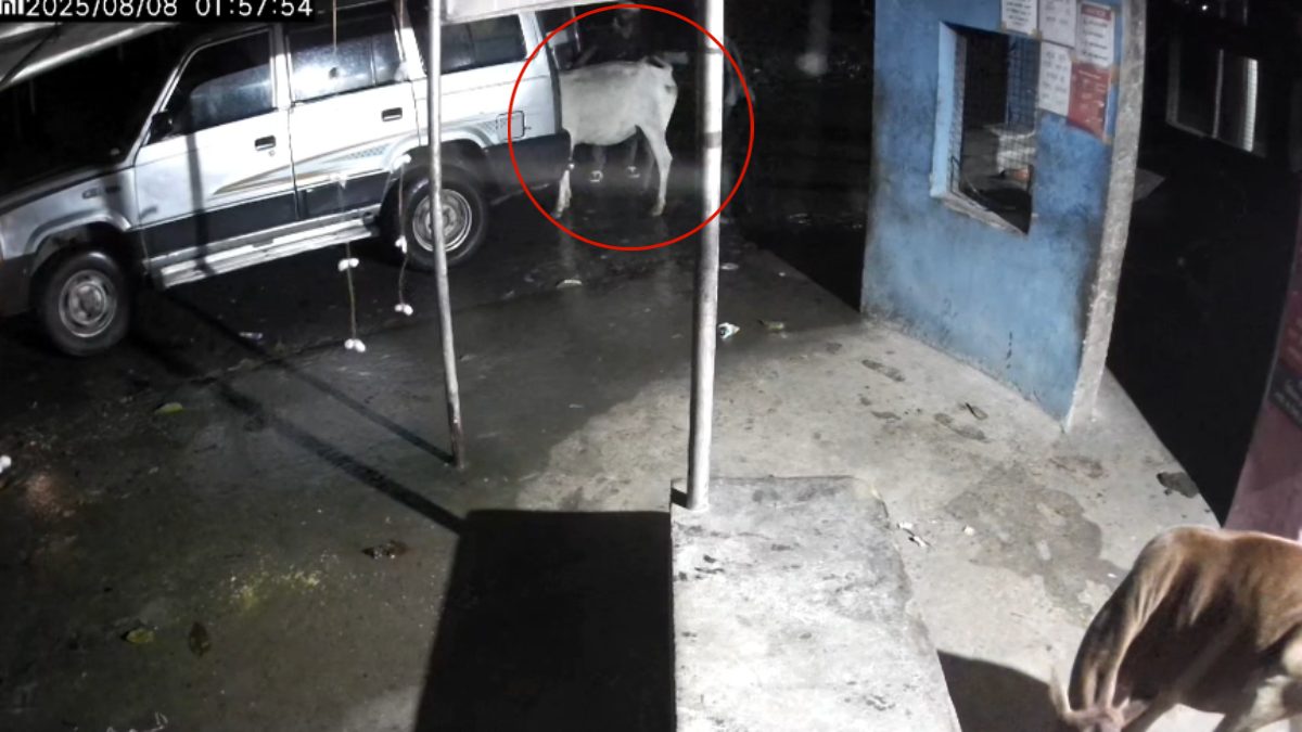 Video : टाटा सूमो में जर्सी गाय की चोरी, मवेशियों के गायब होने से मचा हड़कंप, जांच में जुटी पुलिस