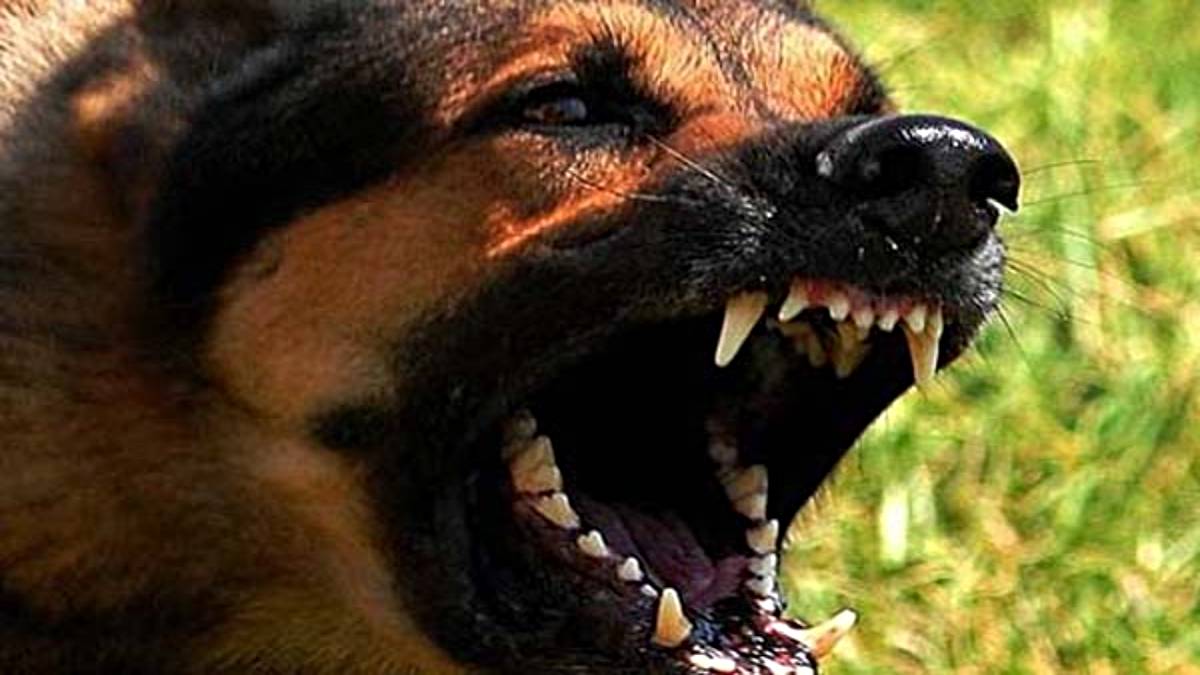 बलांगीर में पागल कुत्ते के हमले से राष्ट्रीय पैरा-एथलीट की मौत, रेबीज का बढ़ा खतरा