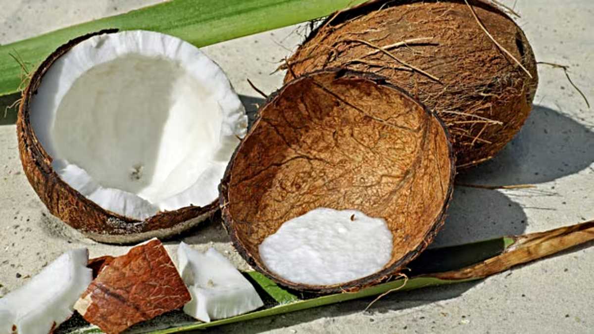 कच्चा नारियल खाने के जबरदस्त फायदे, पाचन से लेकर दिल की सेहत तक देता है लाभ