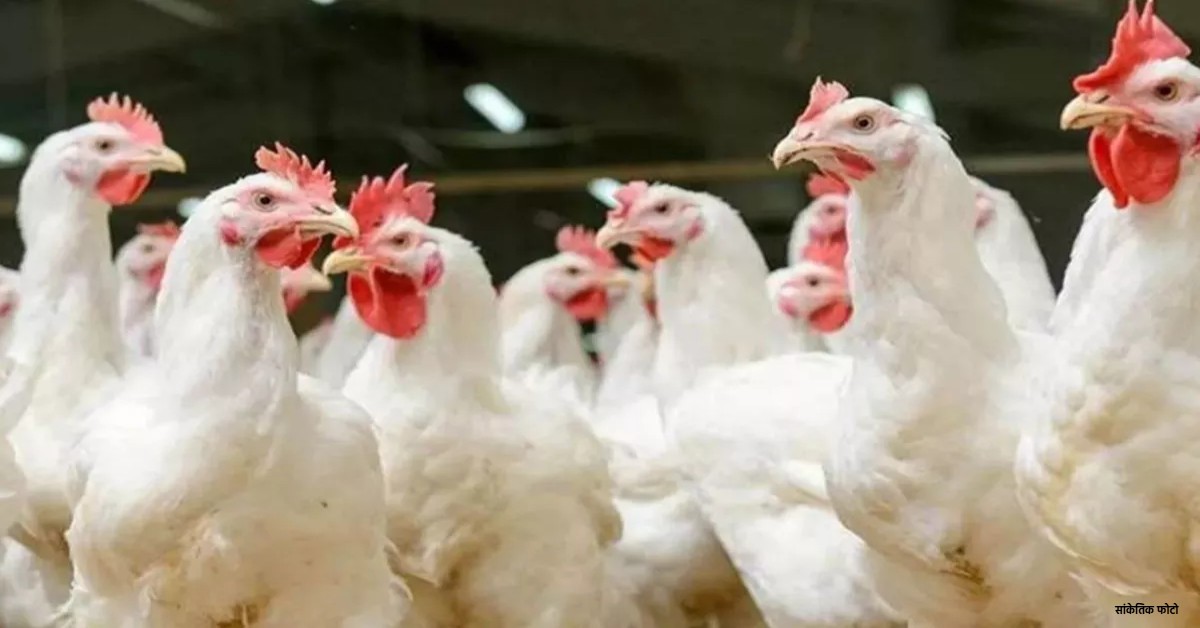 बिहार में लंपी और उत्तराखंड में बर्ड फ्लू से उत्तर प्रदेश में अलर्ट, सीमाएं सील, मुर्गे और अंडे लाने पर लगी रोक, पशुओं से लदे वाहन का प्रवेश भी वर्जित