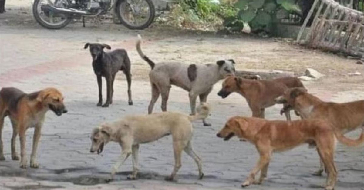 नगर निगम भी क्या करे जब जनता ही नियम को ताक पर रख दे!