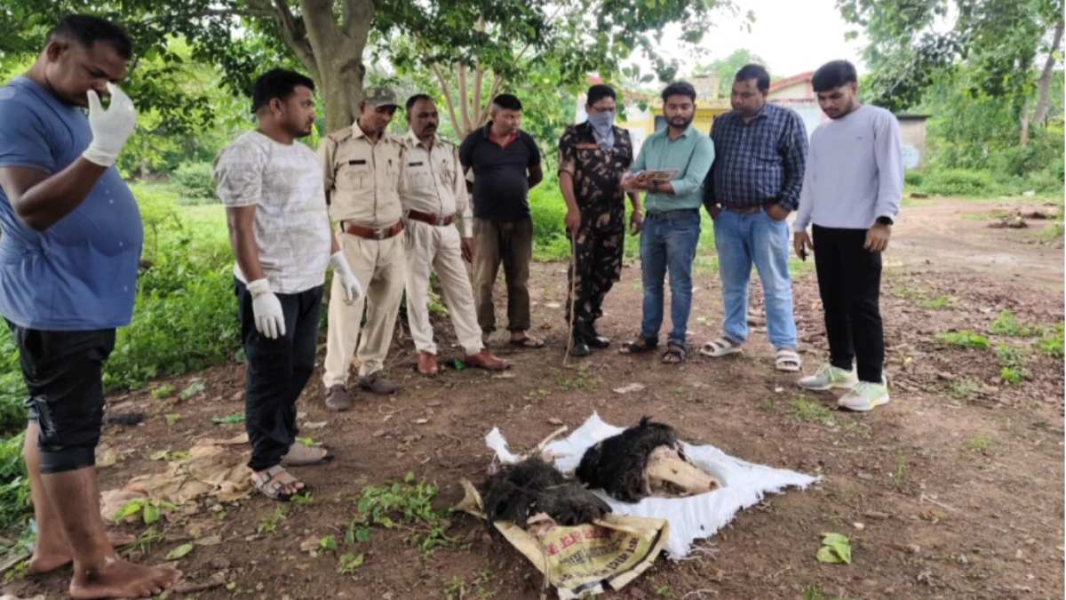 गोमर्डा अभ्यारण में शिकारियों के हौसले बुलंद, भालू का खाल खींच फेंकी खोपड़ी…