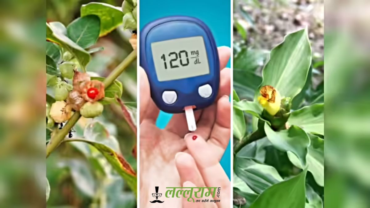 Plants to Control Diabetes Naturally: डायबिटीज कंट्रोल के लिए घर में जरूर लगाएं ये 6 पौधे, ब्लड शुगर लेवल रहेगा नेचुरली कंट्रोल
