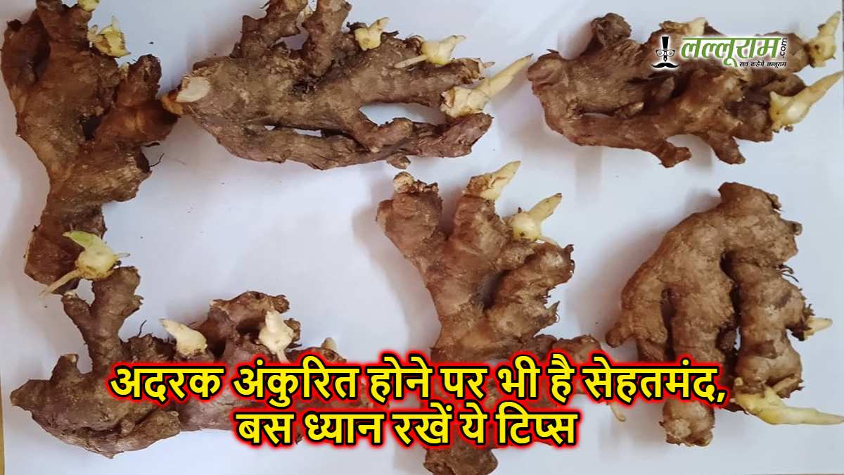अदरक अंकुरित होने पर भी है सेहतमंद, बस ध्यान रखें ये टिप्स