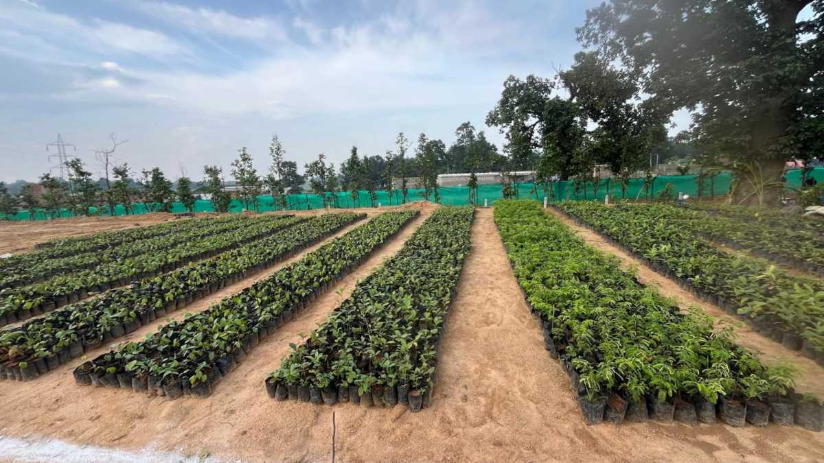 CG NEWS: पर्यावरण संरक्षण की दिशा में एक नई पहल, परसा खुली खदान में उद्यानिकी नर्सरी का उद्घाटन