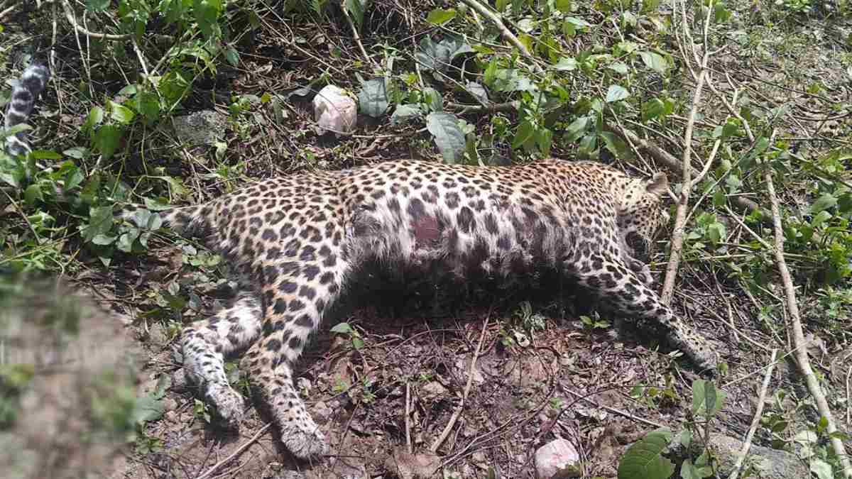 CG News: भैरमगढ़ अभ्यारण्य क्षेत्र में मिला घायल तेंदुए का शव, ग्रामीणों ने वन विभाग पर लगाया लापरवाही का आरोप…