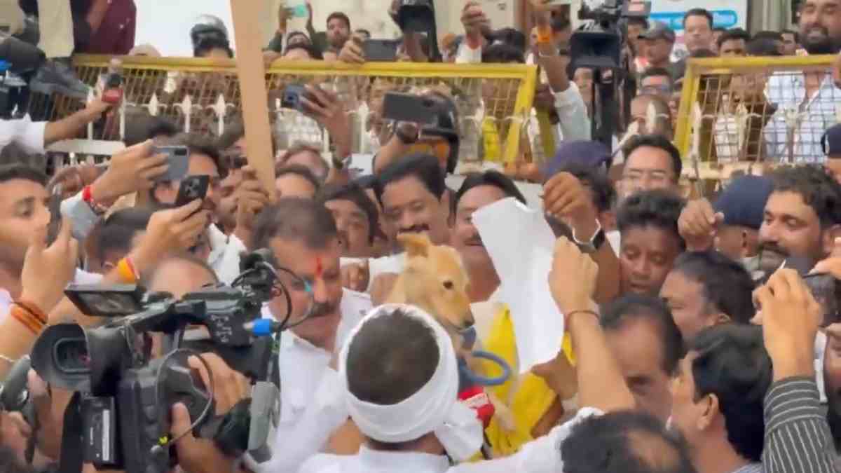किसान बचाओ आंदोलन: छिंदवाड़ा में उमड़ा जनसैलाब, नकुलनाथ, सिंघार समेत कांग्रेस दिग्गजों ने कलेक्ट्रेट का किया घेराव, कलेक्टर नहीं मिले तो कुत्ते को दिया ज्ञापन