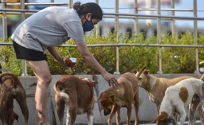 आवारा कुत्तों को खाना खिलाना है तो केवल निर्धारित स्थानों पर ही खिलाएँ : ओडिशा सरकार