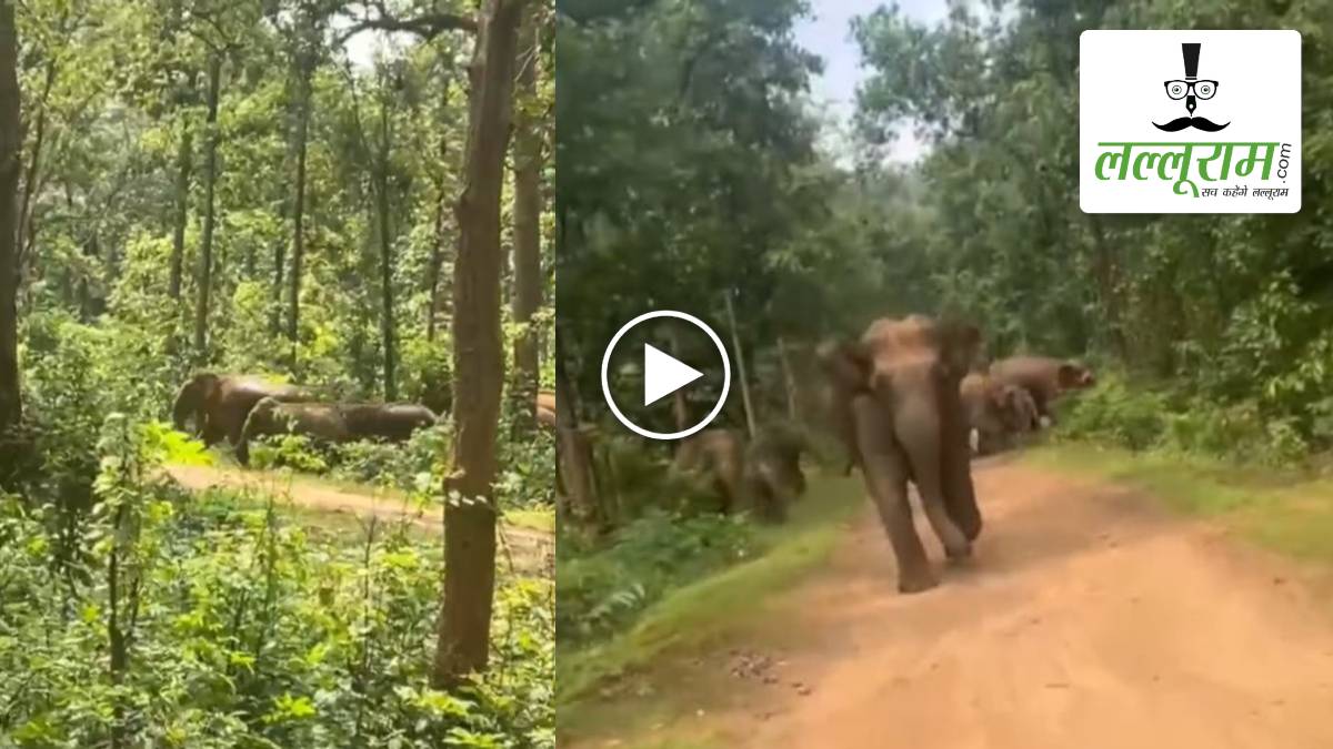 जंगल में हाथियों के झुंड का वीडियो बना रहा था शख्स, तभी अचानक भड़क उठे ‘गजराज’… देखें रोंगटे खड़े करने वाला VIDEO