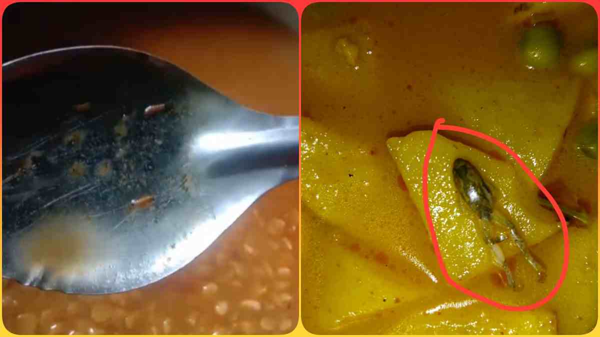 शिवपुरी में छात्रावास के बच्चों के खाने में मिला मरा मेंढक, आंगनवाड़ी में छात्रों को परोसी इल्ली वाली दाल, Video देख रह जाएंगे दंग