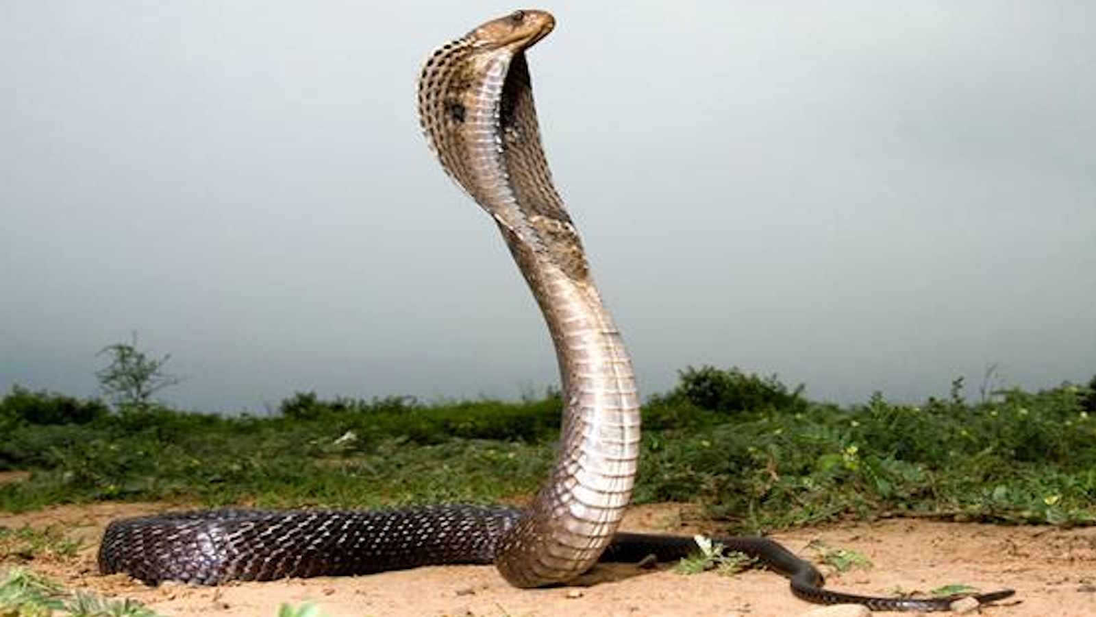 Odisha News: सांप ने काटा, चार की मौत