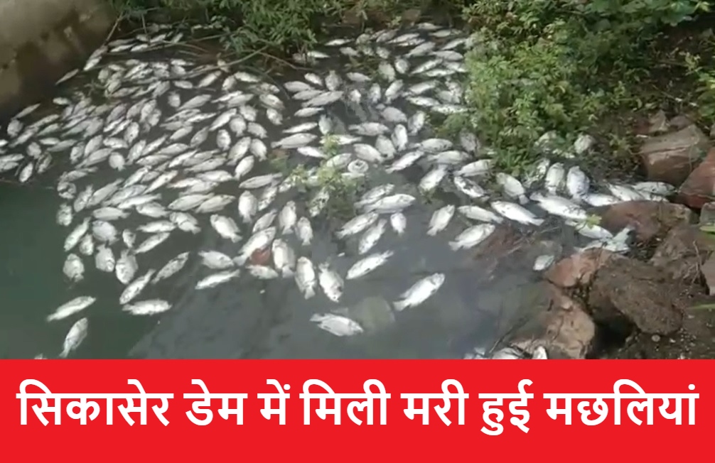 सिकासेर डेम में मिली मरी हुई मछलियां, डेम में मरी या मार कर फेंकी गई ? यही पानी पिएंगे गांव वाले ?