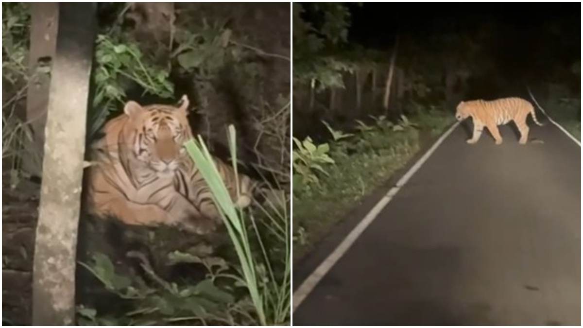 बाघ की दस्तक से ग्रामीणों में दहशत: सड़क पार करते वीडियो वायरल, वन विभाग अलर्ट 