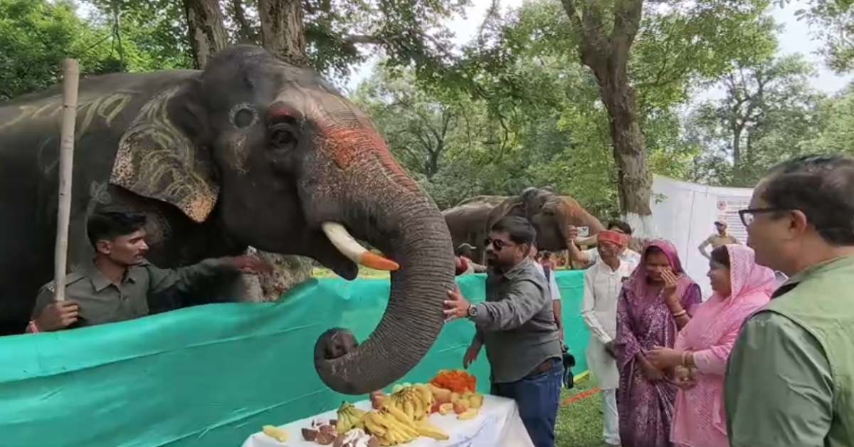 बांधवगढ़ में हाथी महोत्सव का आगाज: 7 दिन होगी खातिरदारी, जबलपुर के डॉक्टर करेंगे स्वास्थ्य परीक्षण
