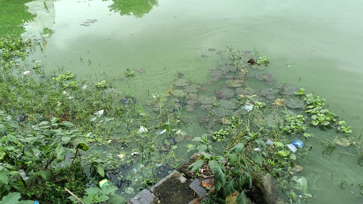 CG NEWS: मां महामाया नगरी का कृष्ण अर्जुनी तालाब हुआ जहरीला, परेशान लोगों ने नगर निगम के खिलाफ खोला मोर्चा…