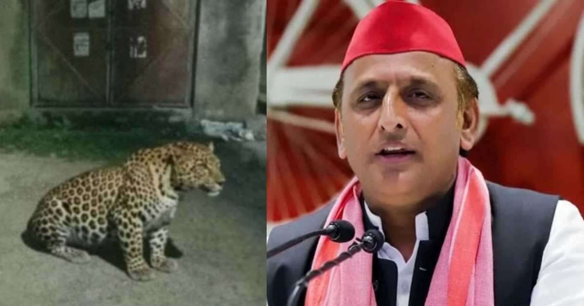 सरकार को पता चला क्या? राजधानी की सड़कों पर तेंदुआ दिखने पर अखिलेश यादव ने कसा तंज, जानिए ऐसा क्या कहा